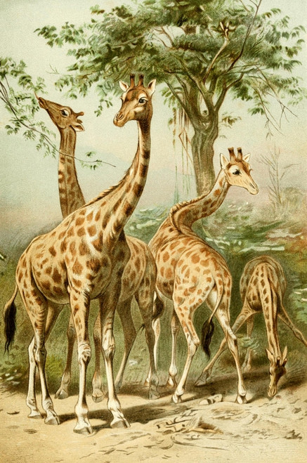 Wild Life of the World 1916 South African Giraffes Poster Print by Unknown - Item # VARPPHPDA64830