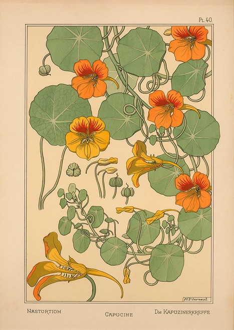 Plate 40 - Nasturtium Poster Print - Apple Collection Vintage (17 x 24)