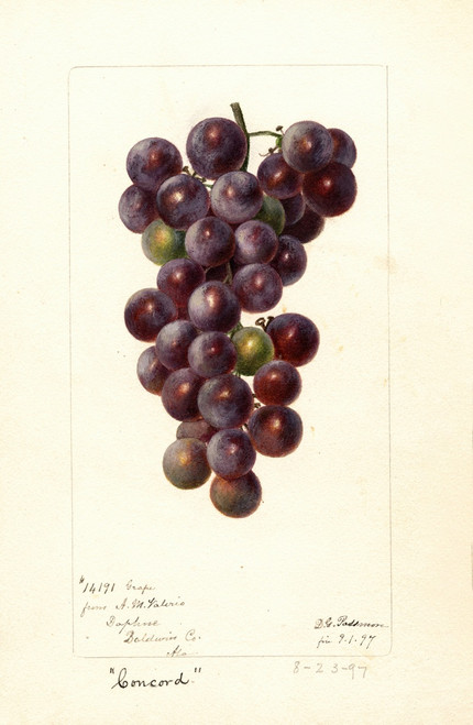 Vitis: Concord  Poster Print by Deborah Griscom Passmore