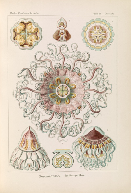 Peromedusae. √¢‚Ç¨‚Äú Talchenquallen  Poster Print by Ernst Haeckel