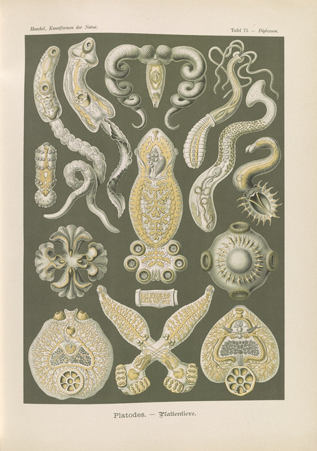 Platodes. ‚Äì Plattentiere  Poster Print by Ernst Haeckel