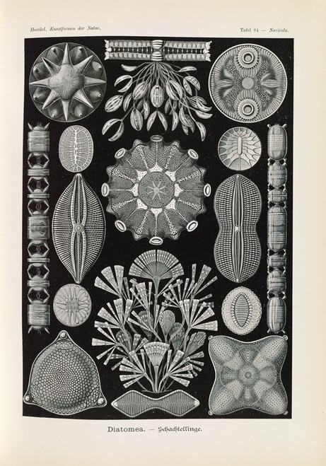 Diatomea. √¢‚Ç¨‚Äú Schachtellinge.  Poster Print by Ernst Haeckel