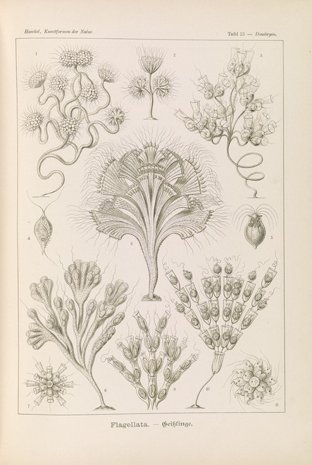 Flagellata. ‚Äì Geiklinge  Poster Print by Ernst Haeckel