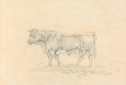 Bull Poster Print by Sawrey Gilpin