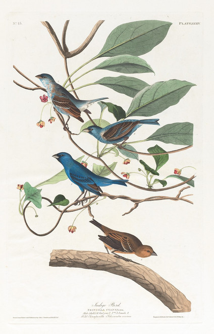 Indigo bird  Poster Print by John James Audubon