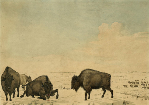 Buffalo Hunt Poster Print by Peter Rindisbacher