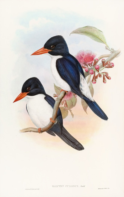 Black-capped Kingfisher  Poster Print by John Gould