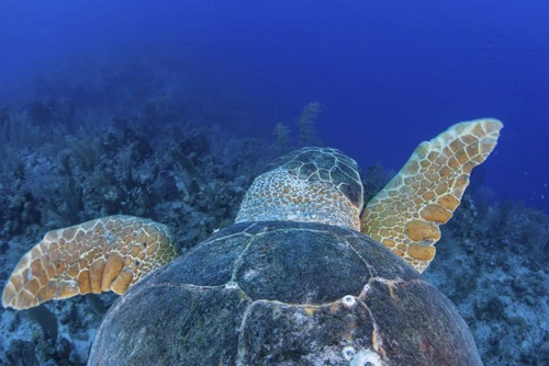 A loggerhead sea turtle swimming in Turneffe Atoll, Belize Poster Print by Ethan Daniels