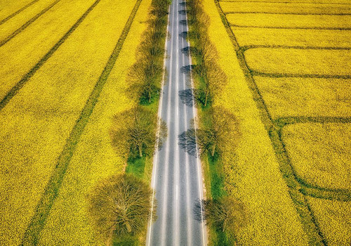Spring Poster Print - Guy Krier