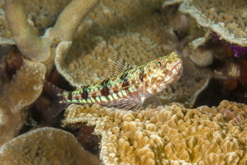 A variegated lizardfish, Synodus variegatus, also known as a reef lizardfish, Yap, Micronesia Poster Print by David Fleetham