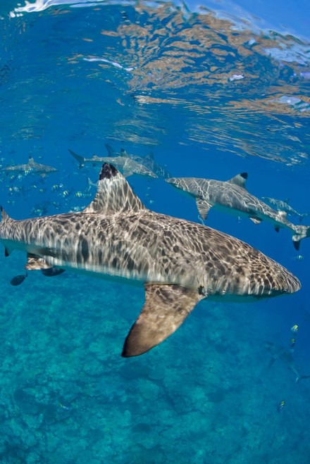 Blacktip reef sharks, Carcharhinus melanopterus, off the island of Yap, Micronesia Poster Print by David Fleetham