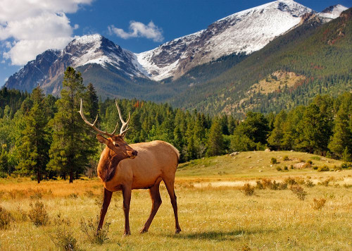 RMNP Elk CO 6757 Poster Print - Jones Photo Mike