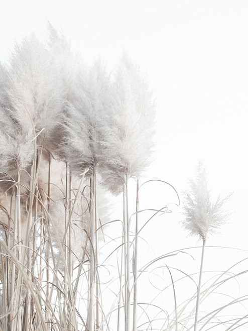 Pampas Grass I Poster Print - Magda Izzard