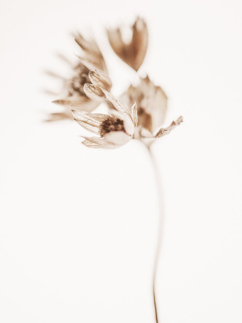 Golden Beauty Ii Poster Print - Magda Izzard
