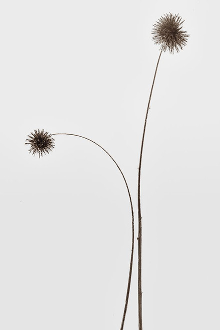 Botany Poster Print - Magda Izzard