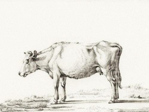 Bernard Cow Sketch II Poster Print - Jean Bernard
