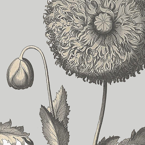Besler Poppy Composition II Poster Print - Studio Vision