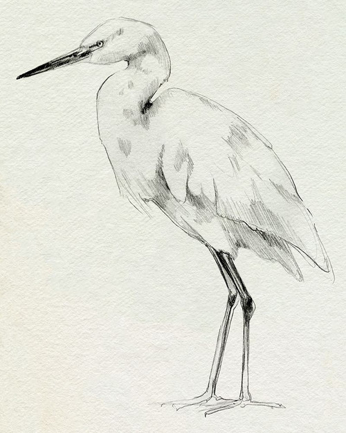 Erect Egret II Poster Print - Emma Caroline