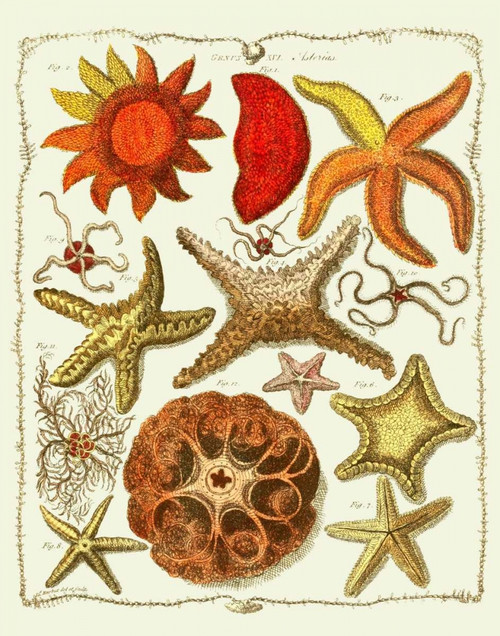 Starfish and Sea Urchins a Poster Print - Funky Fab