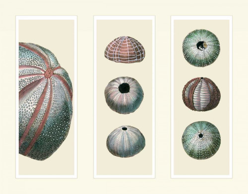 Sea Urchins on 3 Panels Poster Print - Funky Fab