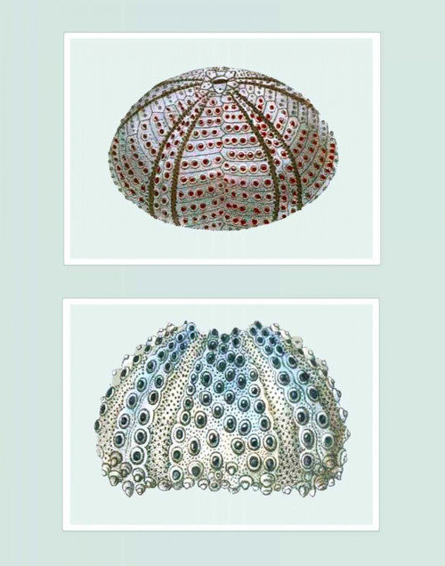 Sea Urchin Print on 2 Panels Poster Print - Funky Fab