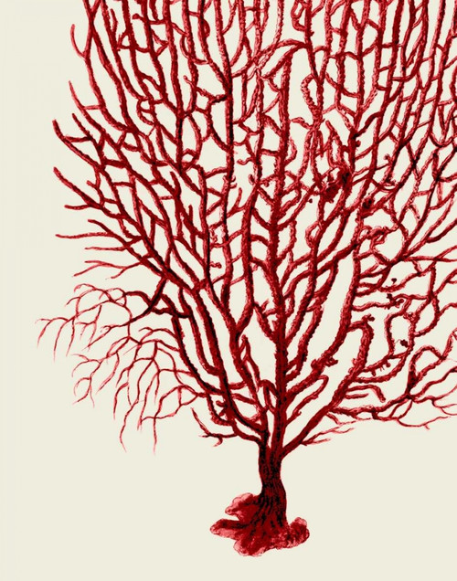Red Corals 2 b Poster Print - Funky Fab