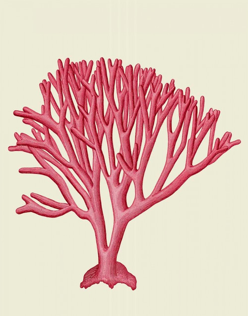 Red Corals 1 c Poster Print - Funky Fab