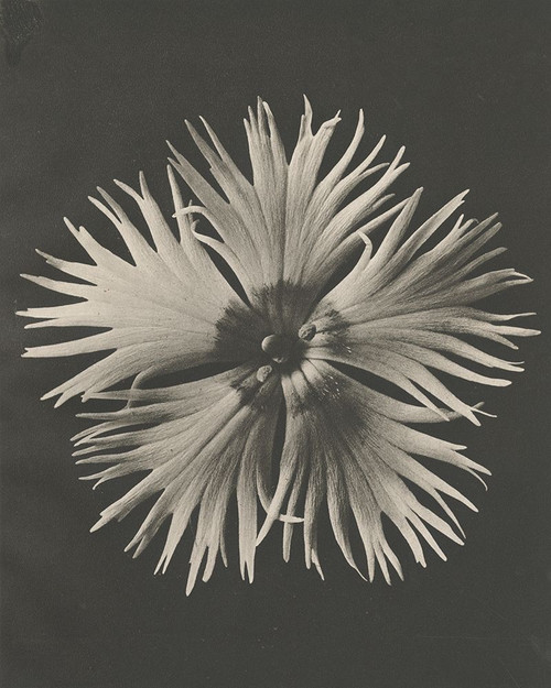 Blossfeldt Flower IV Poster Print - Karl Blossfeldt