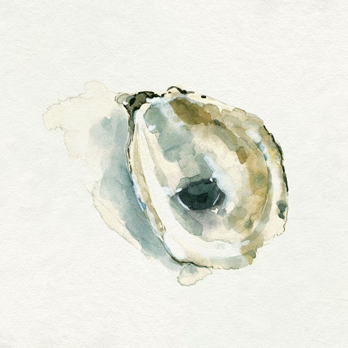 Old Salt Shell I Poster Print - Emma Caroline