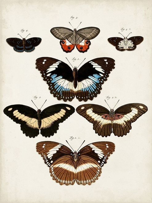 Vintage Butterflies II Poster Print - Studio Vision