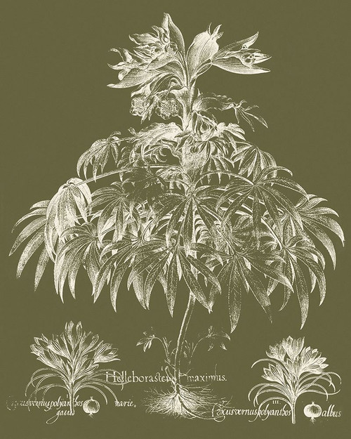 Custom Delicate Besler Botanical I Poster Print - Studio Vision
