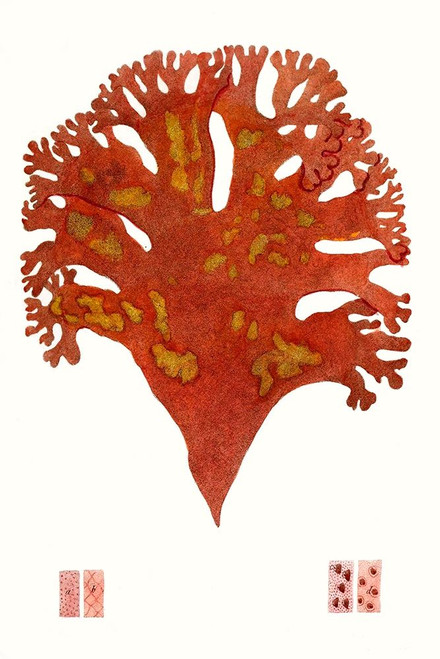 Striking Seaweed III Poster Print - Studio Vision