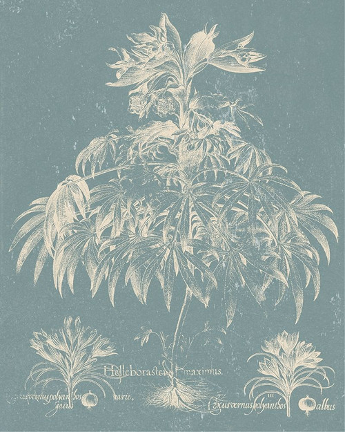 Delicate Besler Botanical I Poster Print - Studio Vision