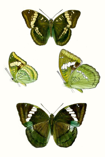 Butterfly Specimen VII Poster Print - Studio Vision