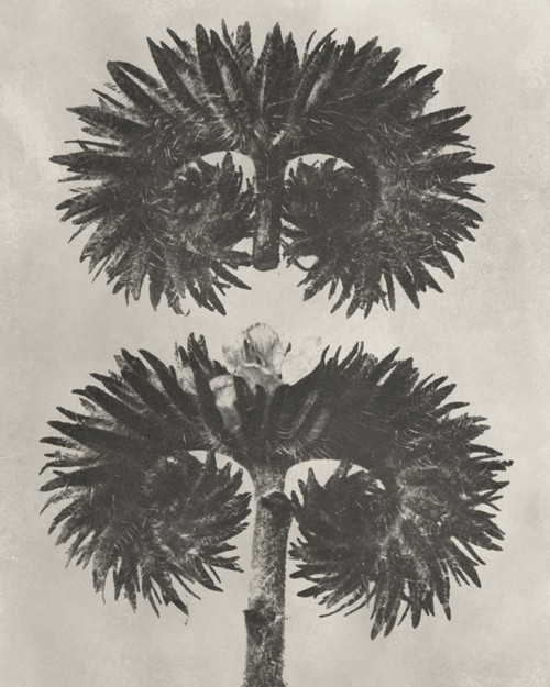 Blossfeldt Botanical V Poster Print - Karl Blossfeldt