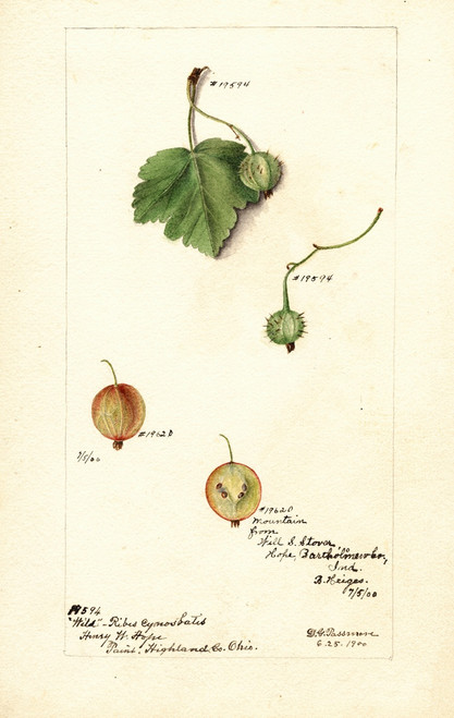 Ribes  Poster Print by Deborah Griscom Passmore