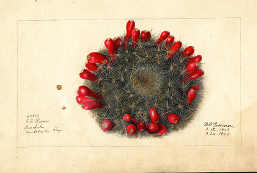 Opuntia: Prickly Pear  Poster Print by Deborah Griscom Passmore