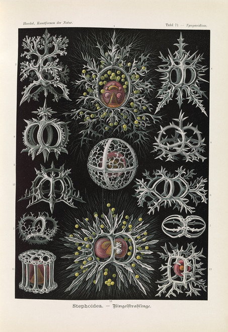 Stephoidea. ‚Äì Ringelstrahlinge  Poster Print by Ernst Haeckel