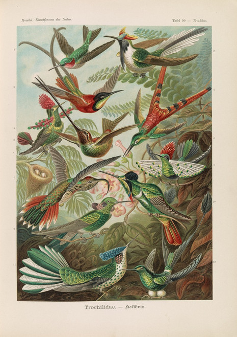 Trochilidae. ‚Äì Kolibris  Poster Print by Ernst Haeckel