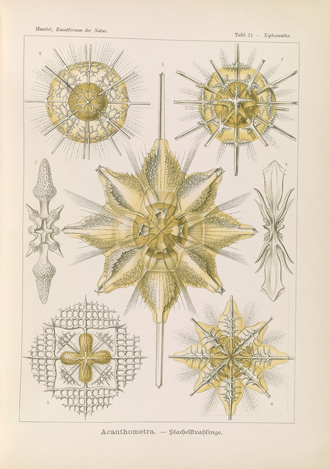 Acanthometra. √¢‚Ç¨‚Äú Stachelstrahlinge  Poster Print by Ernst Haeckel