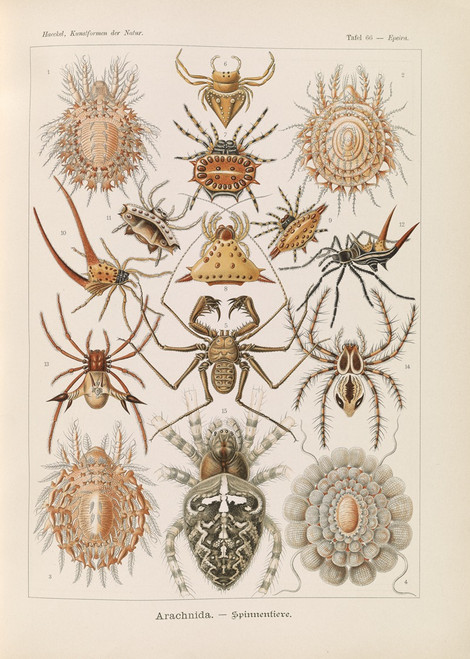 Arachnida. √¢‚Ç¨‚Äú Spinnentiere  Poster Print by Ernst Haeckel