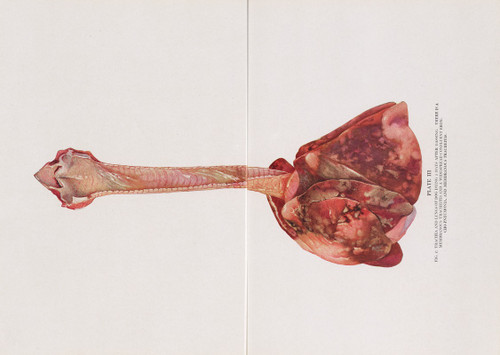 Plate III : Trachea and lungs of dog dying 5 days after gassing.  Poster Print by Milton C. Winternitz