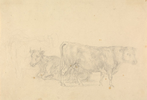 Study of cattle, bull in foreground facing right Poster Print by Sawrey Gilpin