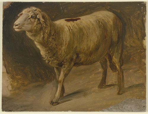 Sheep. Poster Print by Jakob Becker