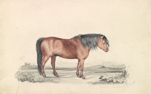 Shetland Pony  Poster Print by James Stewart