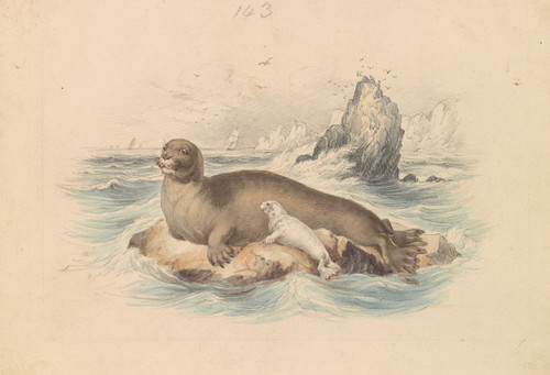 The Bearded Seal  Poster Print by James Stewart