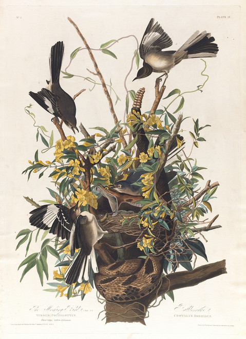 The mocking bird  Poster Print by John James Audubon