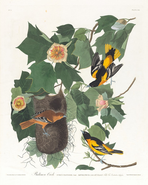 Baltimore oriole  Poster Print by John James Audubon