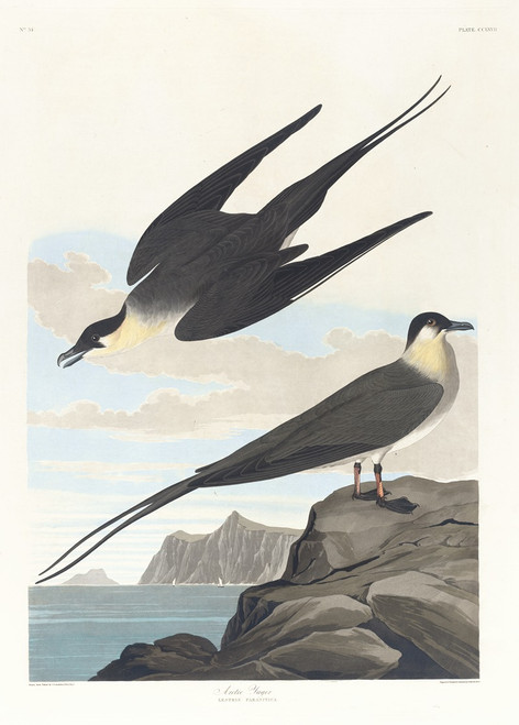 Arctic yager  Poster Print by John James Audubon