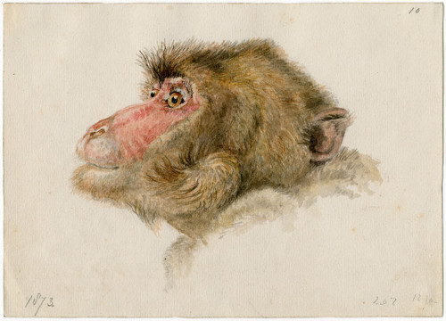 Head of a baboon  Poster Print by Floris Verster